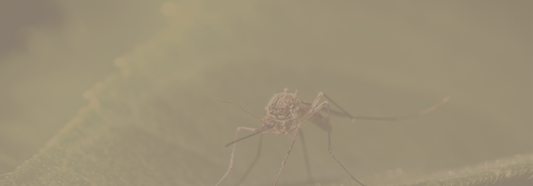 Why It’s More Important Than Ever to Stay Protected