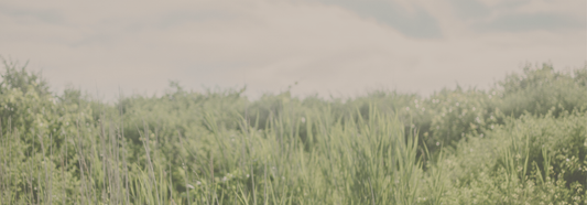 Understanding and Preventing Lyme Disease: Your Guide to Safer Outdoor Adventures