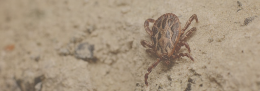 tick on a rock