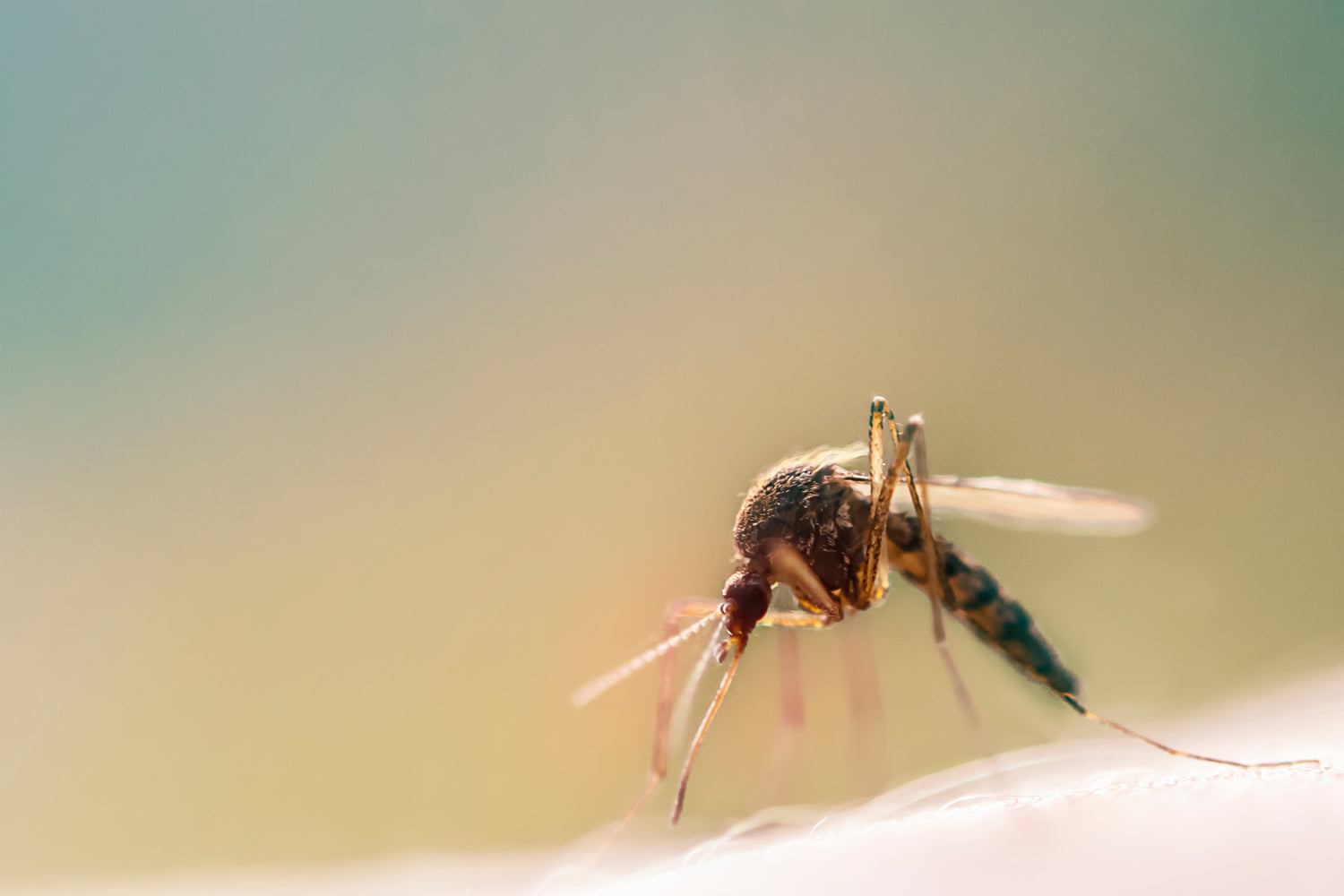 Mosquito on skin