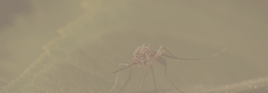 Why It’s More Important Than Ever to Stay Protected